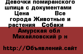 Девочки помиранского шпица с документами › Цена ­ 23 000 - Все города Животные и растения » Собаки   . Амурская обл.,Михайловский р-н